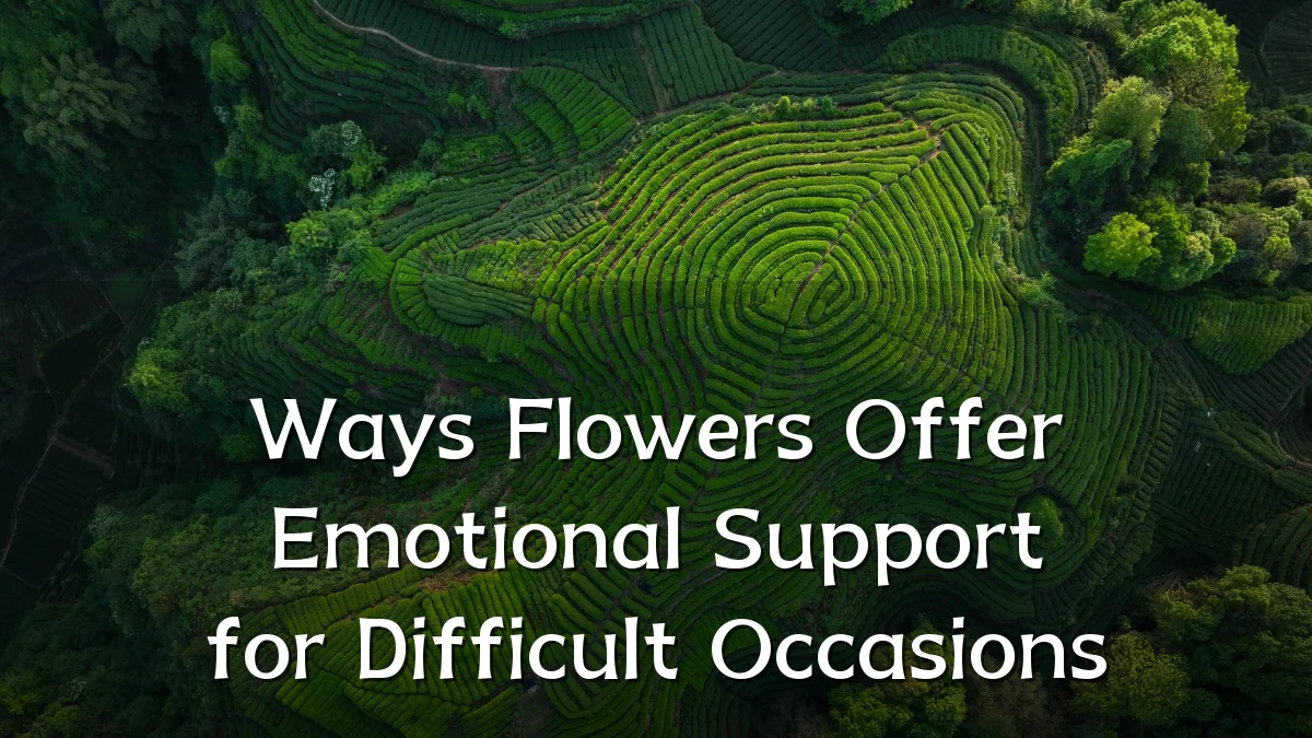 Ways Flowers Offer Emotional Support for Difficult Occasions