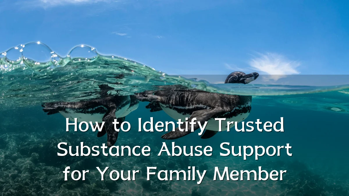 How to Identify Trusted Substance Abuse Support for Your Family Member